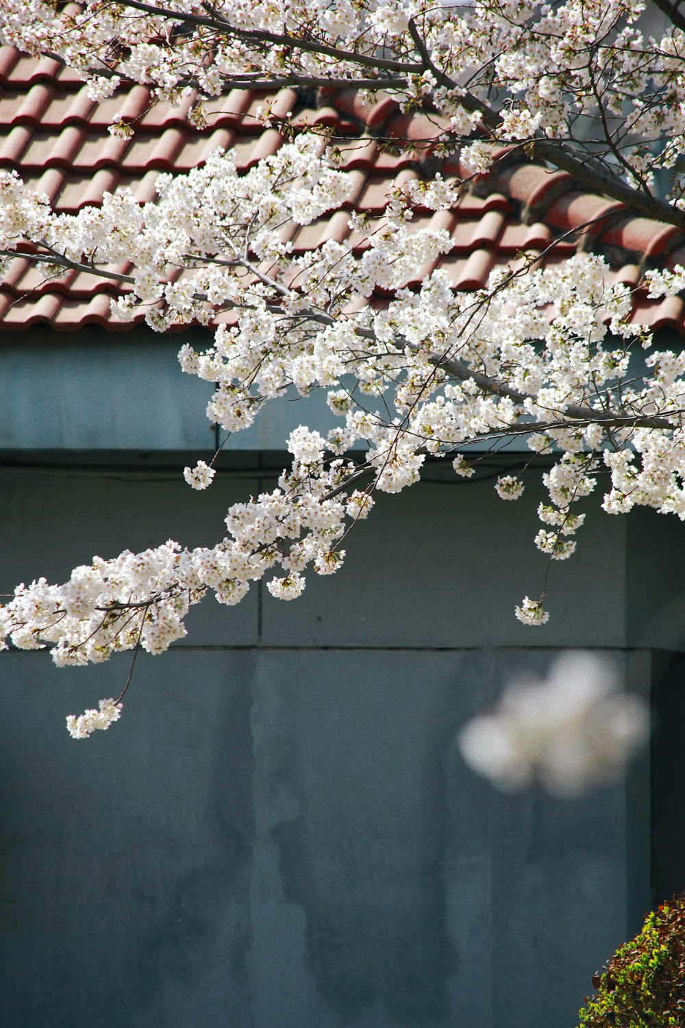 建物の前に白い花を咲かせる木