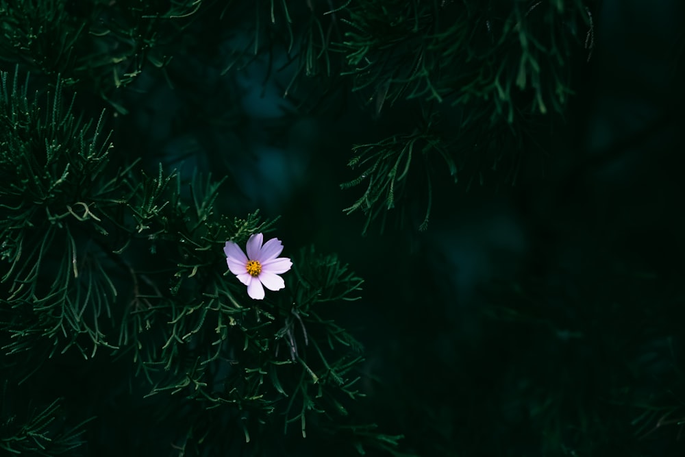 a pink flower sitting on top of a green tree