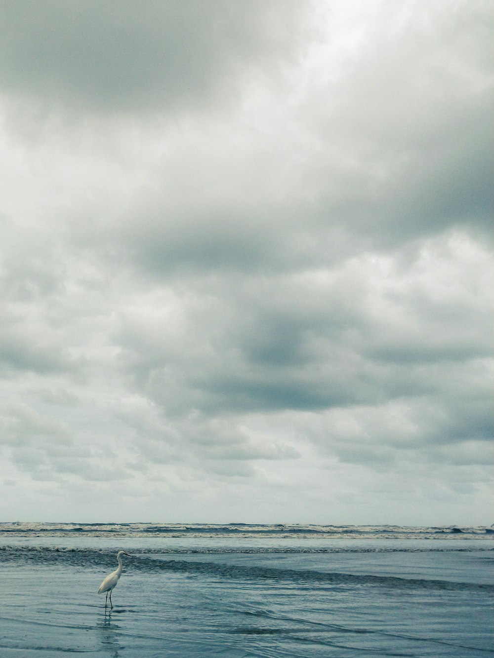 a bird is standing in the water on the beach