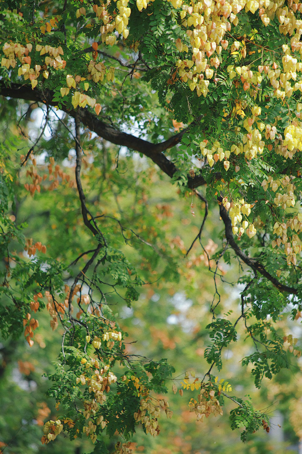 a bird is perched on a branch of a tree