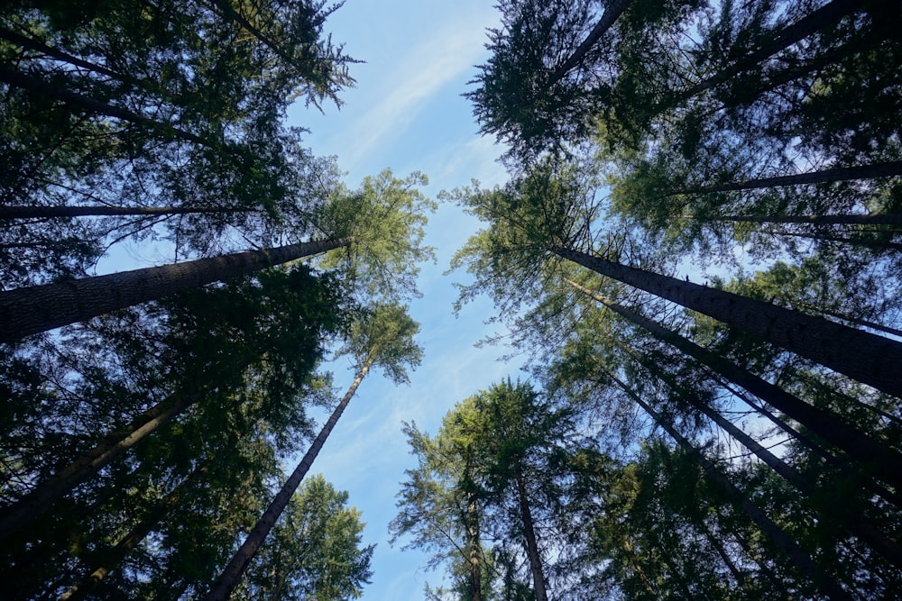 um grupo de árvores altas no meio de uma floresta