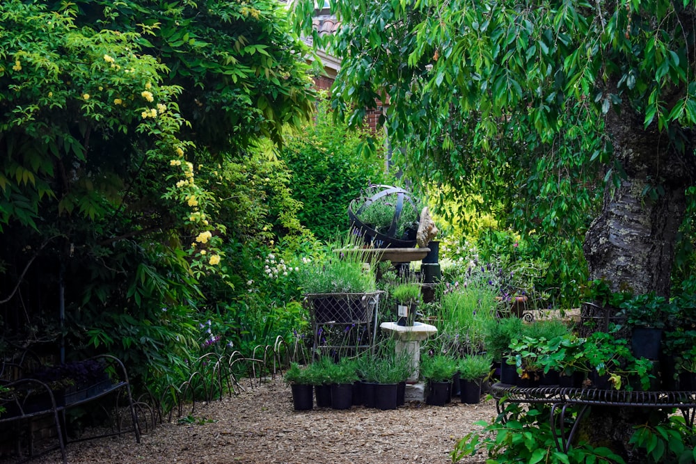 a garden filled with lots of different types of plants