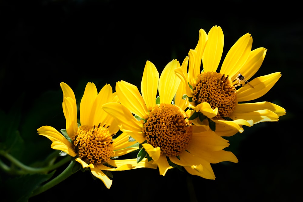three yellow flowers with a bee on them