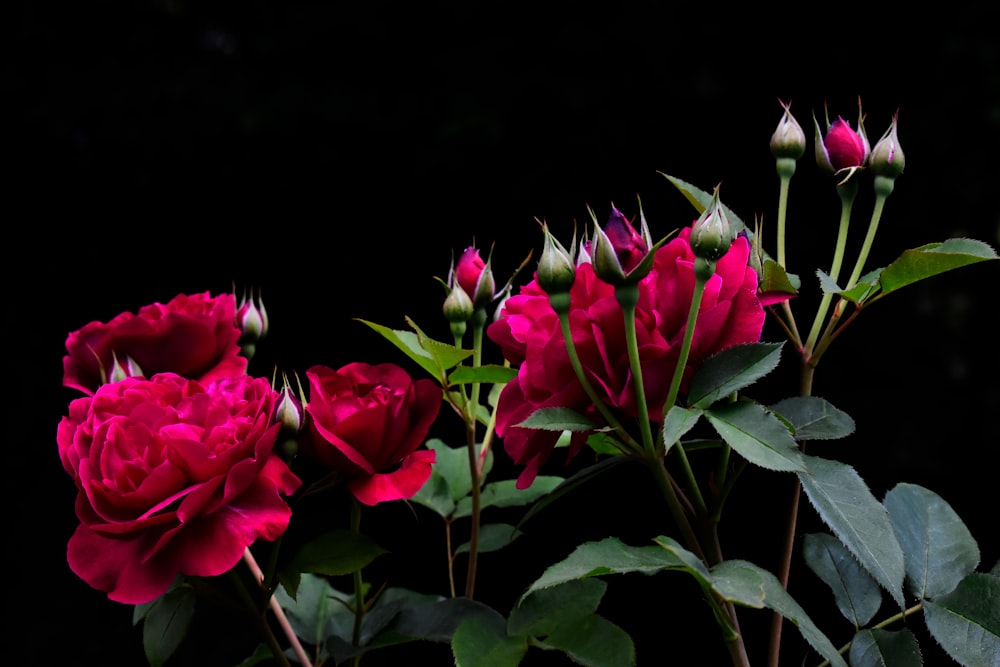 a bunch of red flowers with green leaves