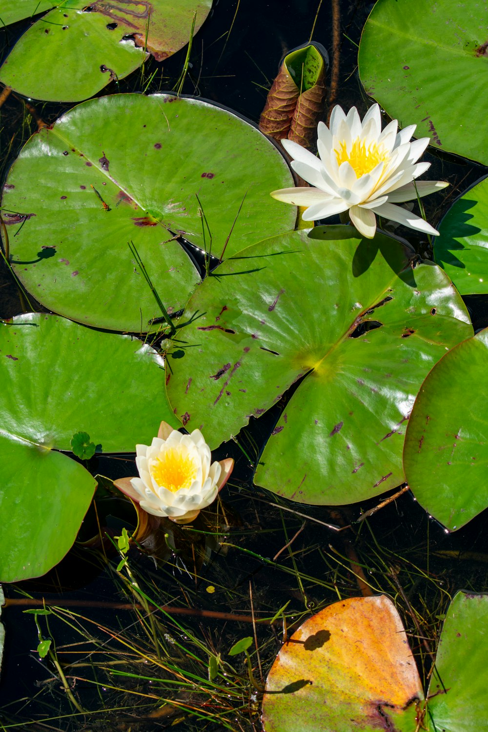 a group of water lilies floating on top of a pond