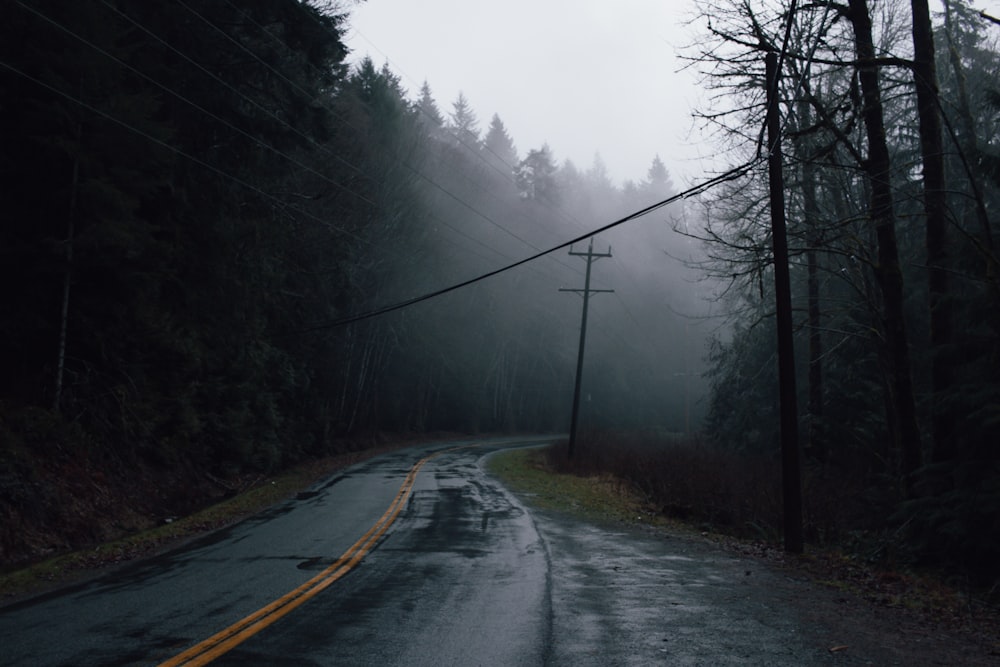 a wet road in the middle of a forest