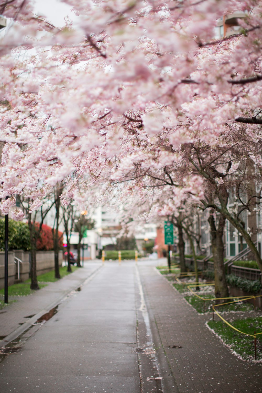 a street lined with trees with pink flowers