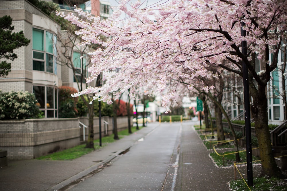 a street lined with trees with pink flowers