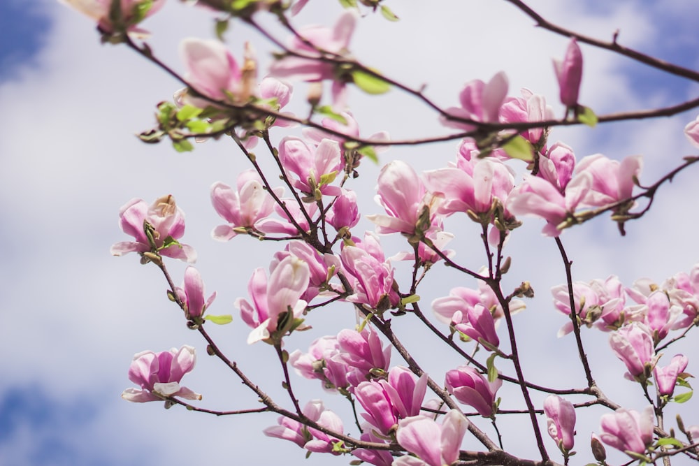 a tree with pink flowers in the foreground and a blue sky in the background