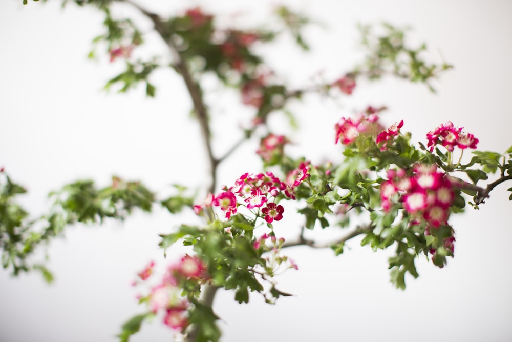 a close up of a tree with pink flowers