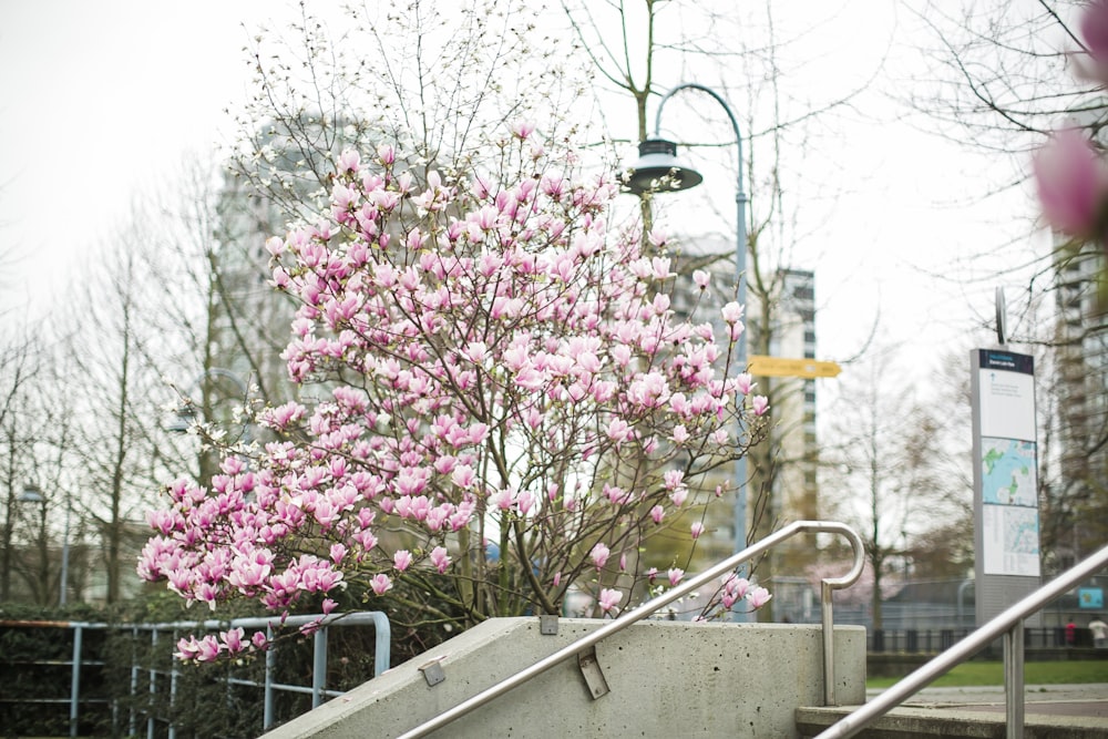 a tree with pink flowers in a concrete planter