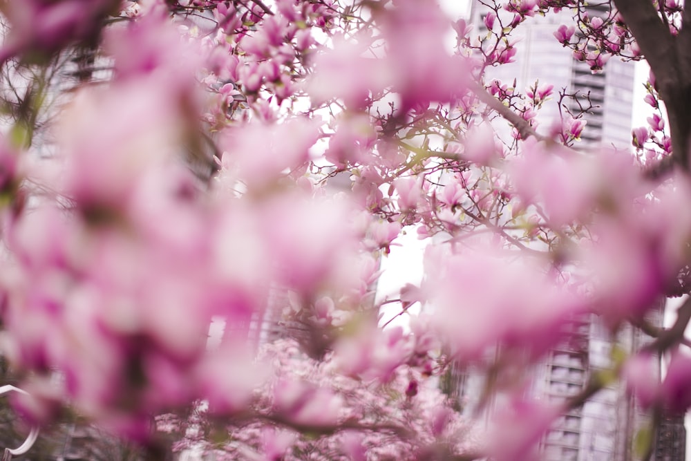 a tree filled with lots of pink flowers