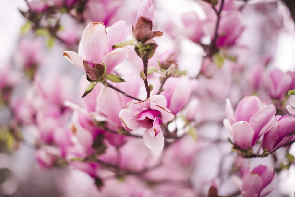 a close up of a tree with pink flowers