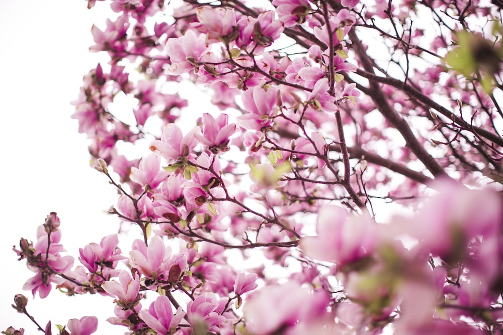 a close up of a tree with pink flowers