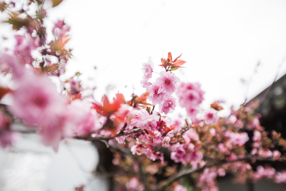 a branch of a tree with pink flowers