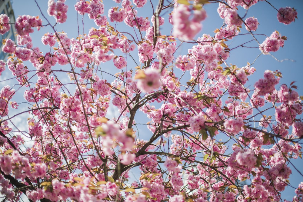 a tree with lots of pink flowers on it