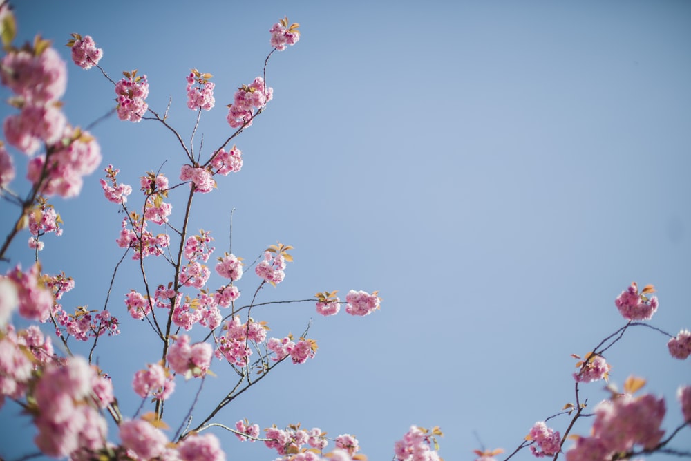 pink flowers are blooming on the branches of a tree