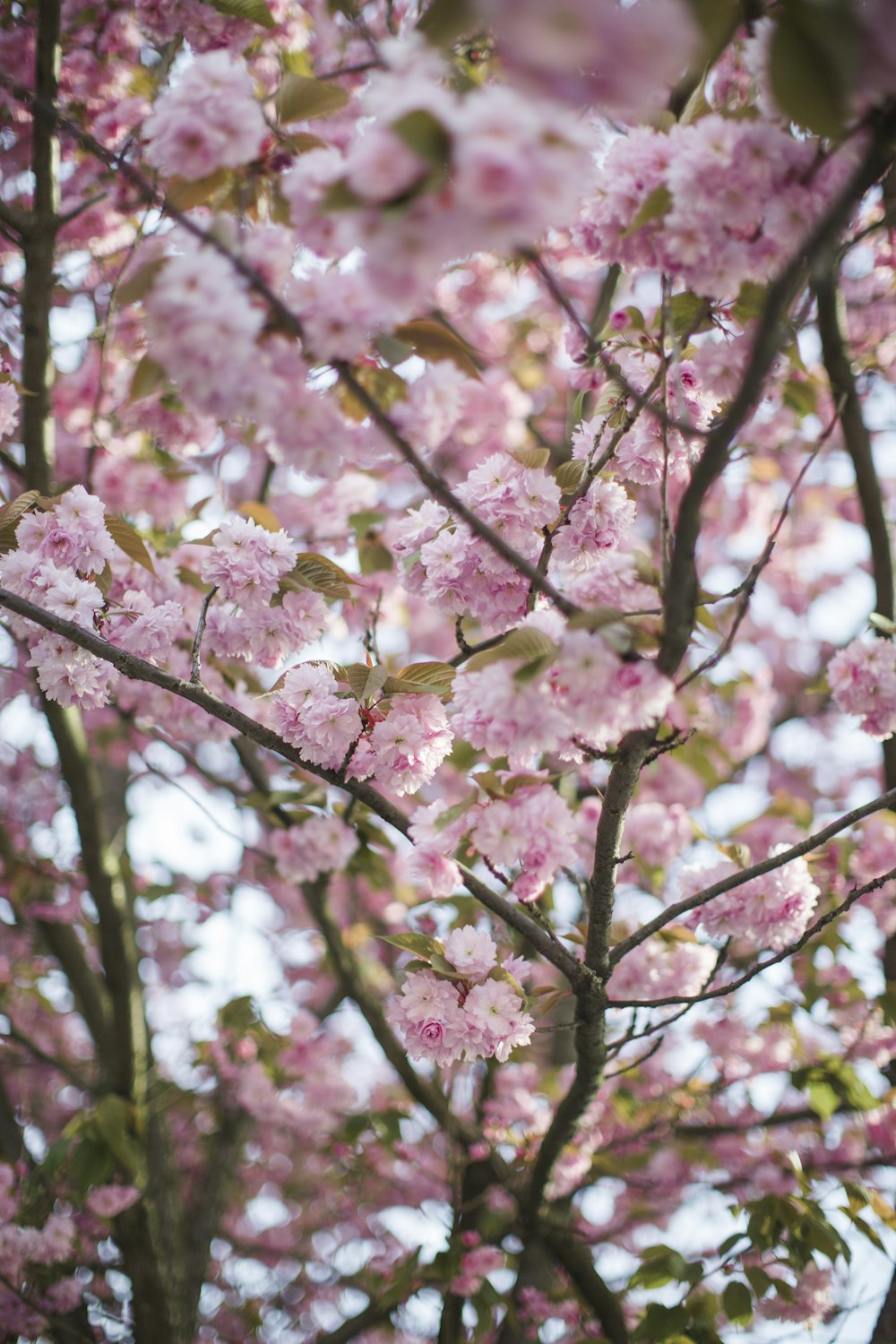 a tree filled with lots of pink flowers