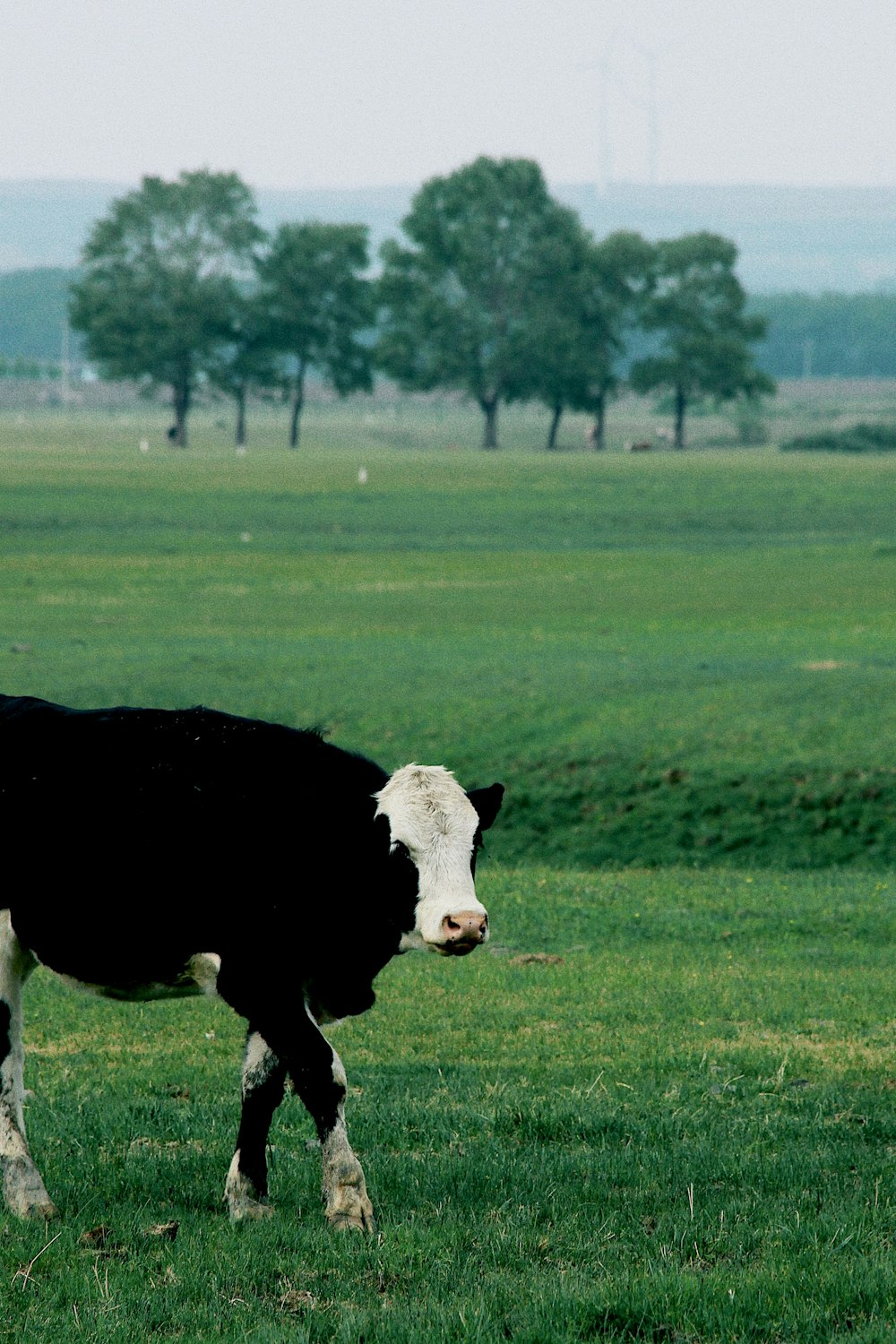 a black and white cow standing on top of a lush green field