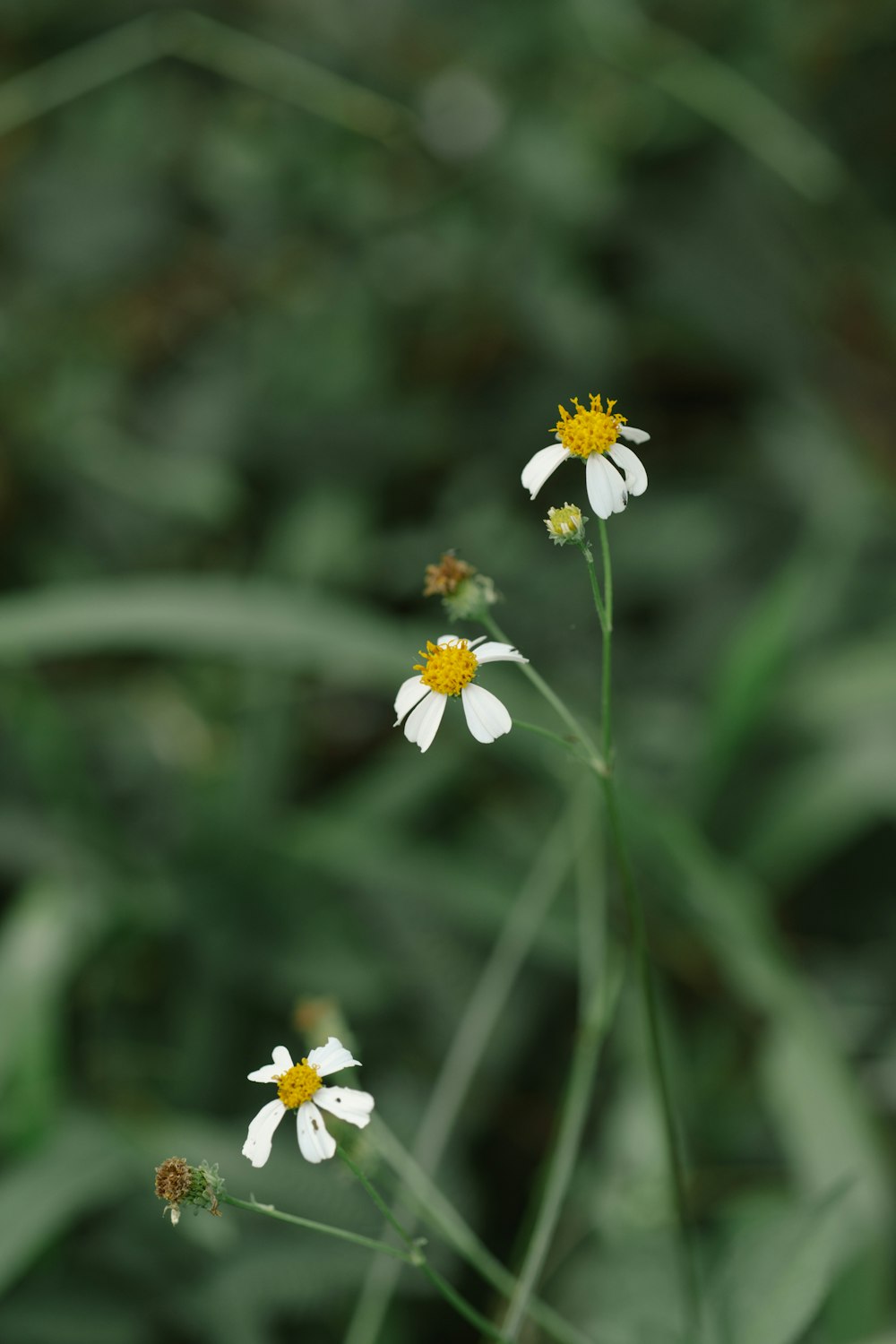 um par de flores brancas sentado no topo de um campo verde exuberante