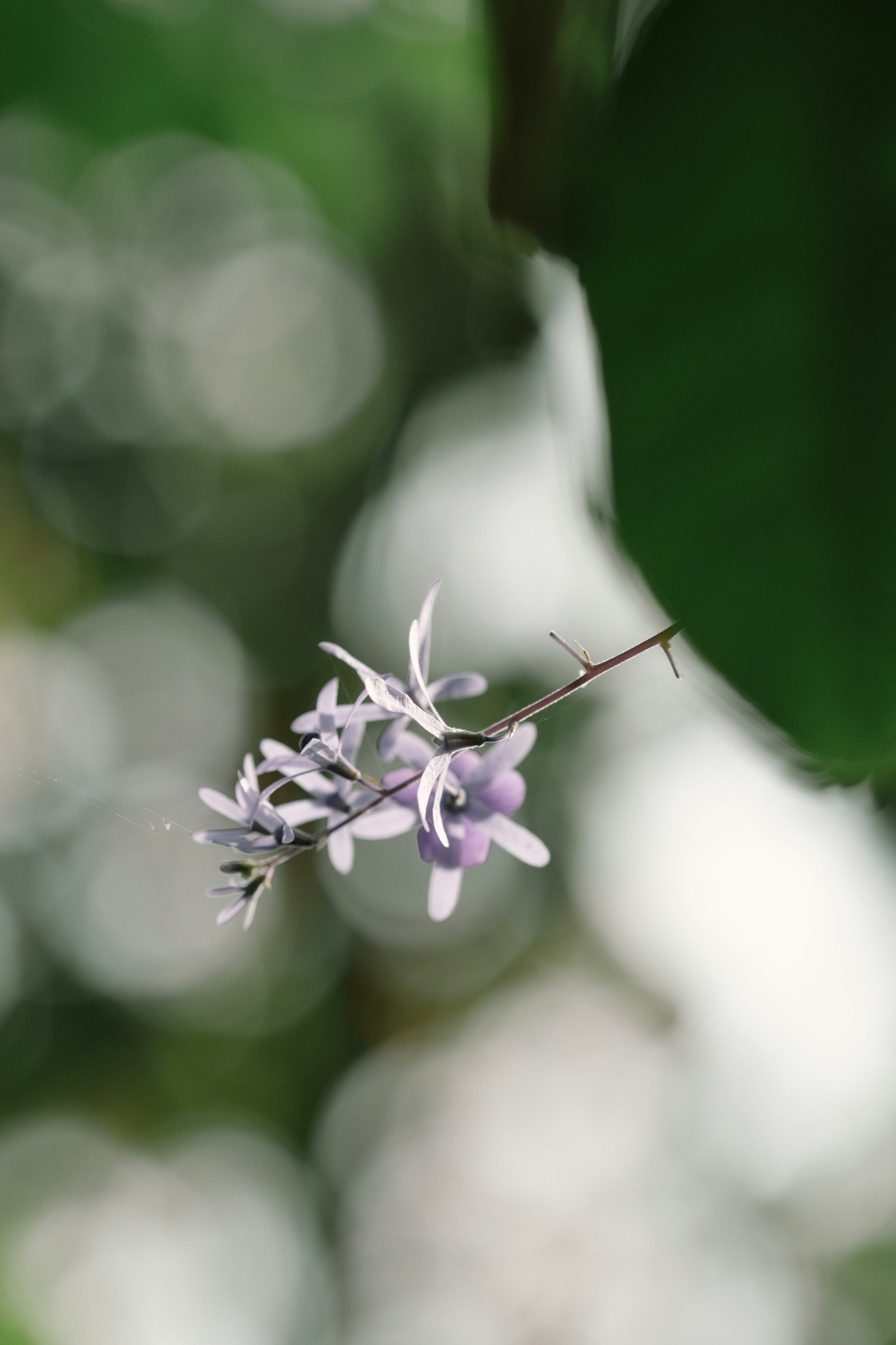 Photo by nguyentrungnguyen