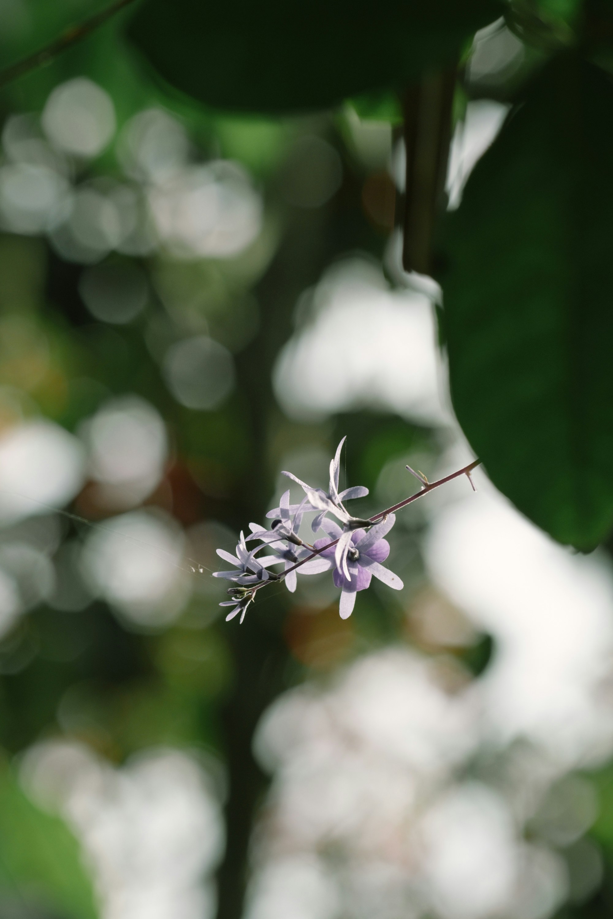 Photo by nguyentrungnguyen