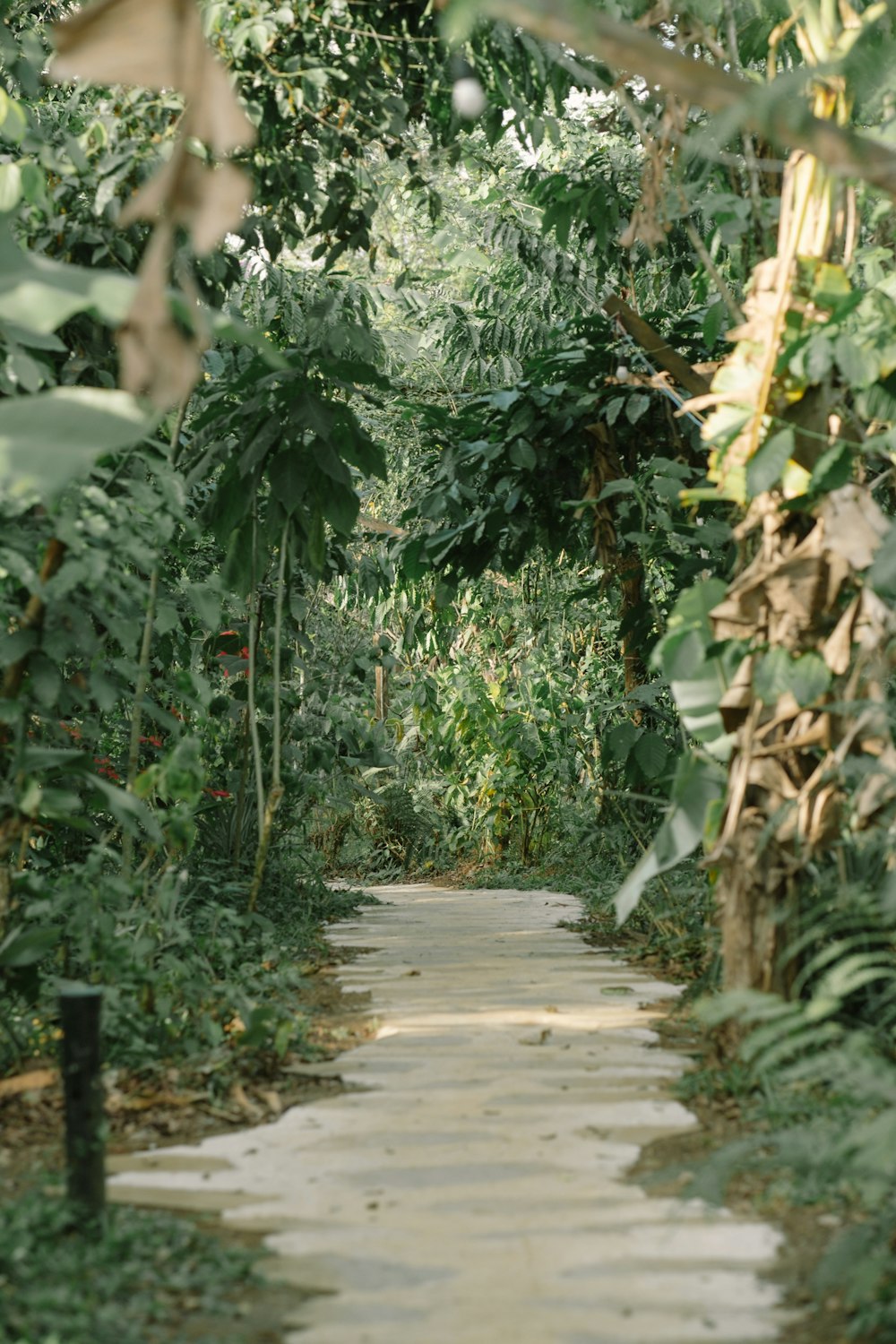 a path in the middle of a tropical forest