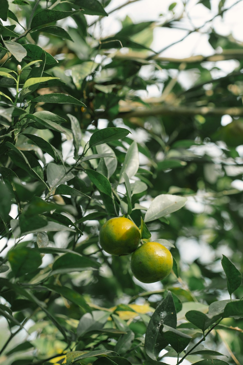 a tree filled with lots of green fruit