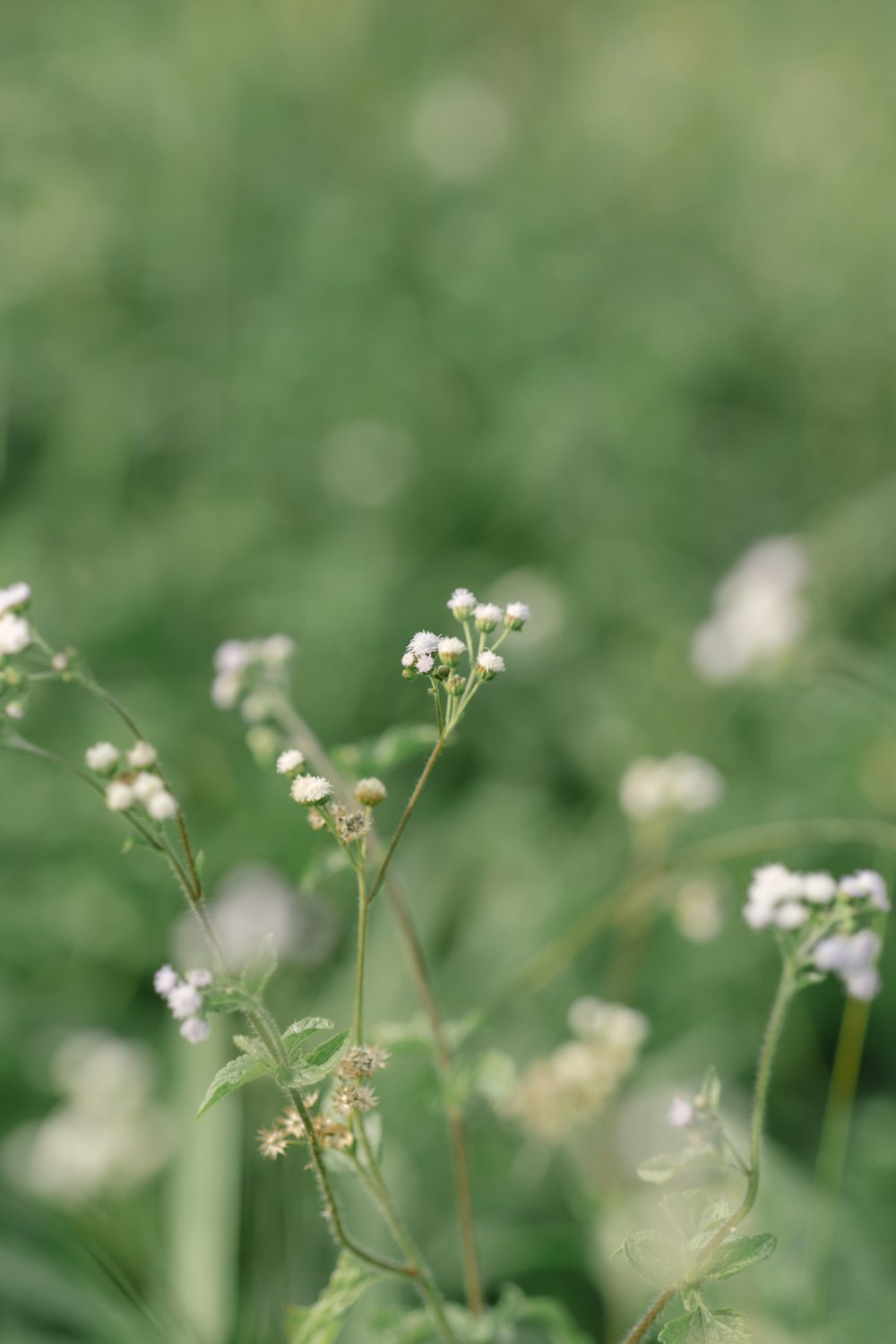 a close up of a plant with white flowers