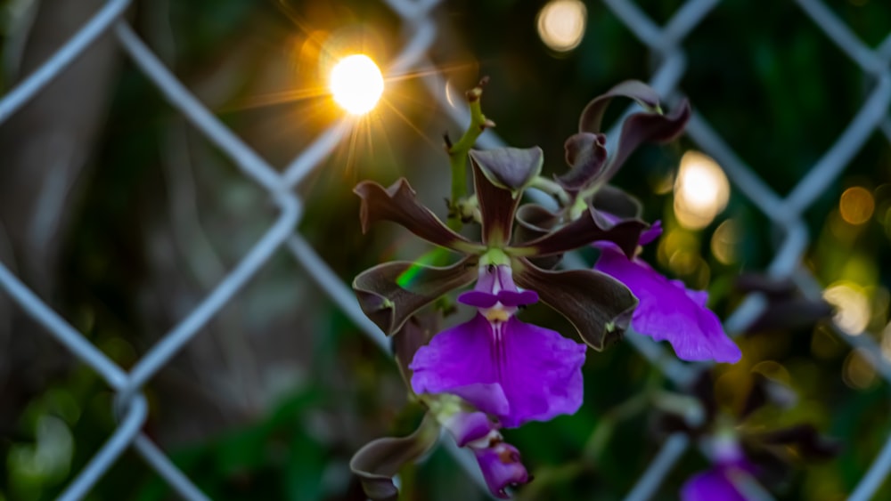 a close up of a purple flower behind a chain link fence