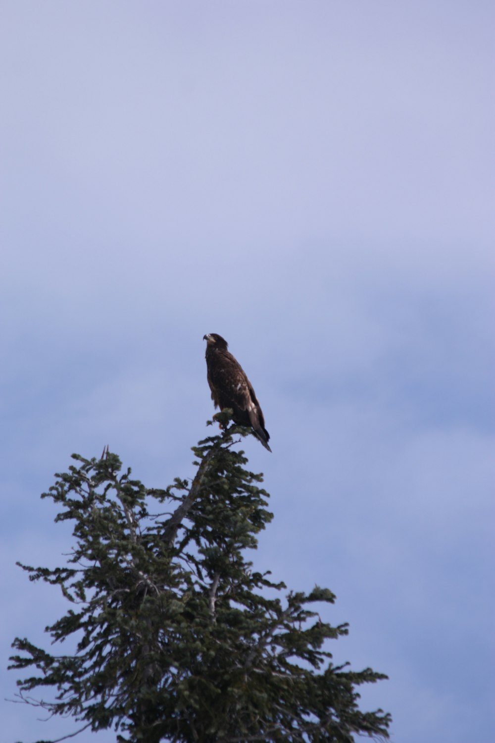 a bird perched on top of a tree