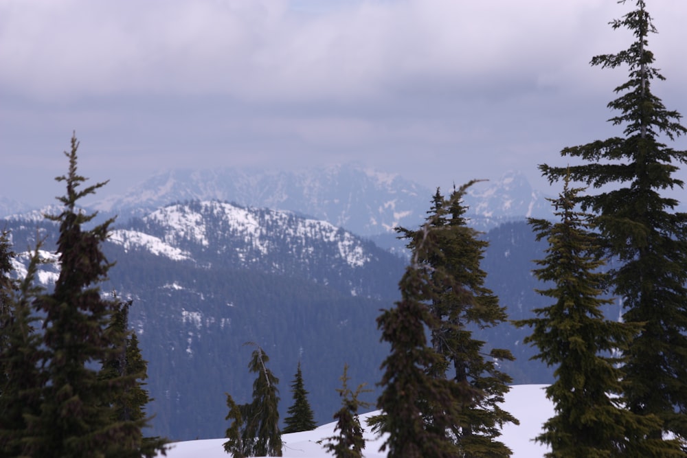 a view of a mountain range with trees in the foreground