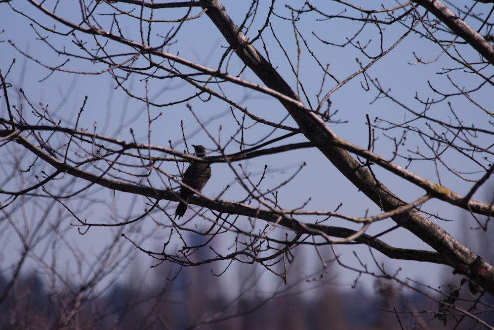 a bird sitting on a branch of a tree