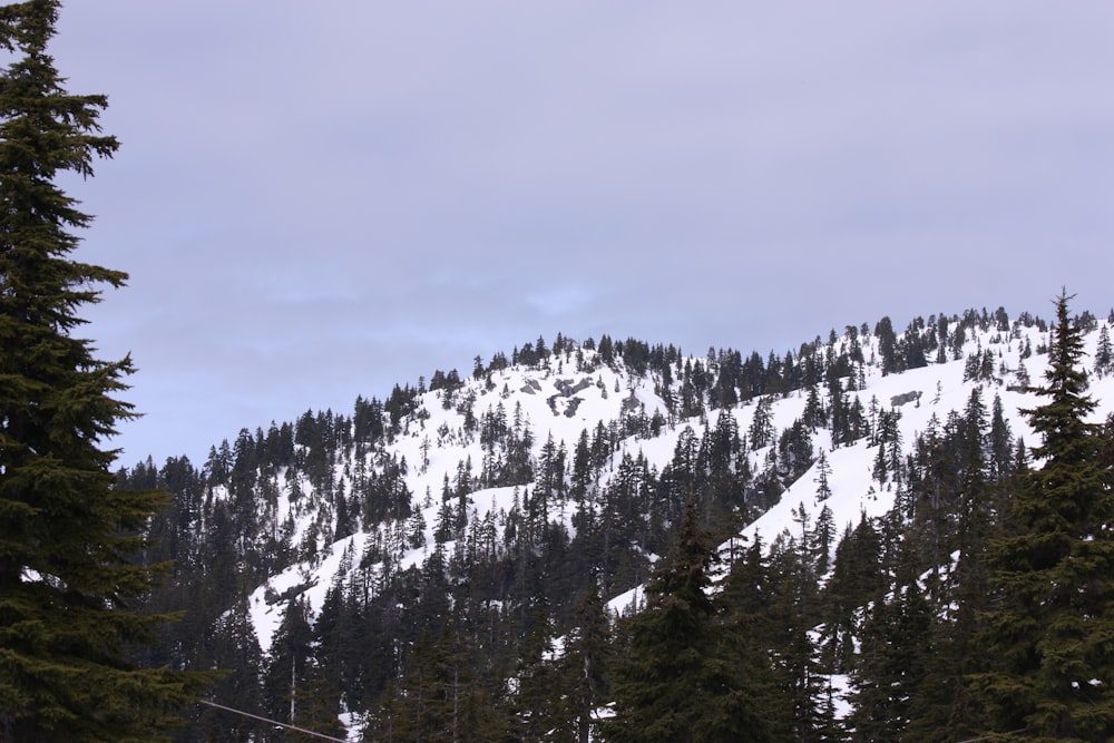 a snow covered mountain with trees in the foreground