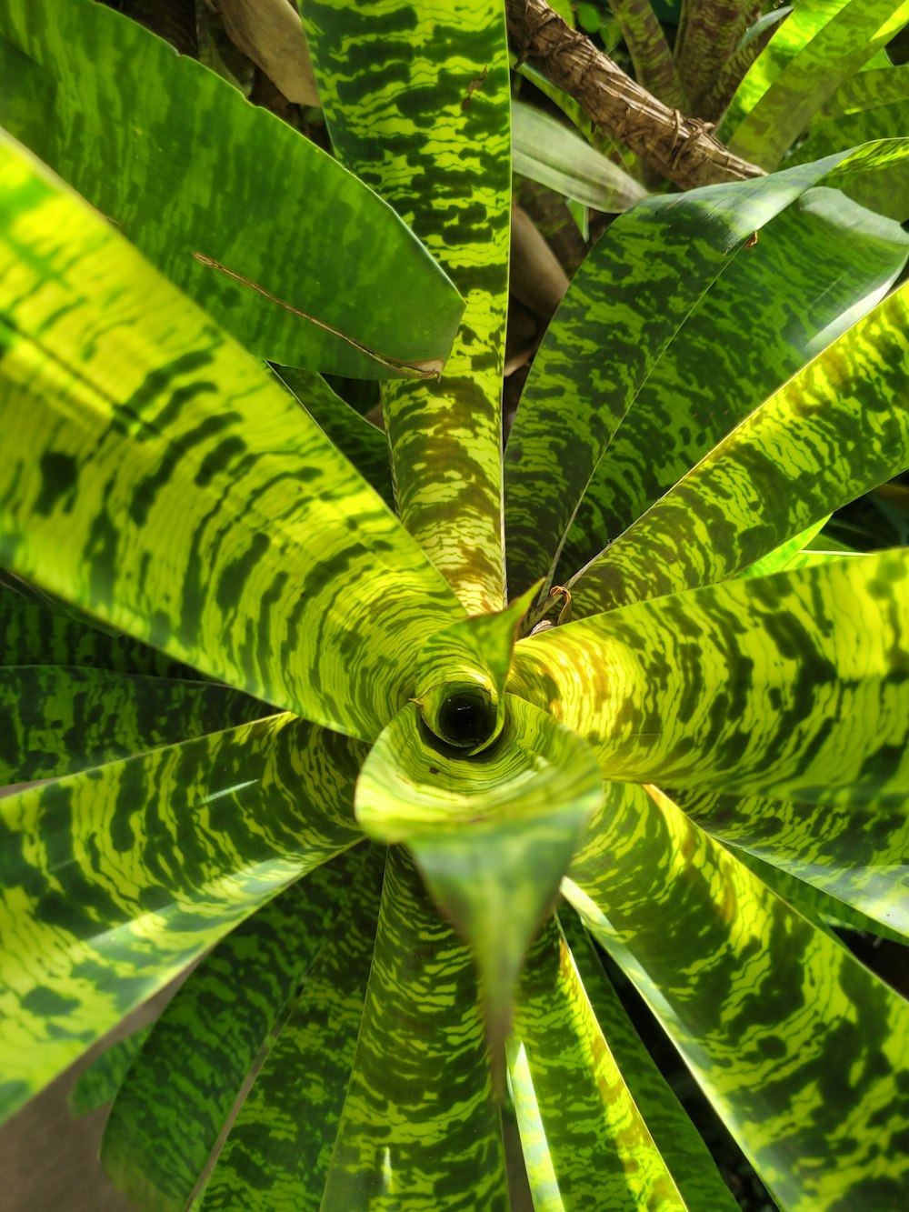 a close up of a green plant with leaves