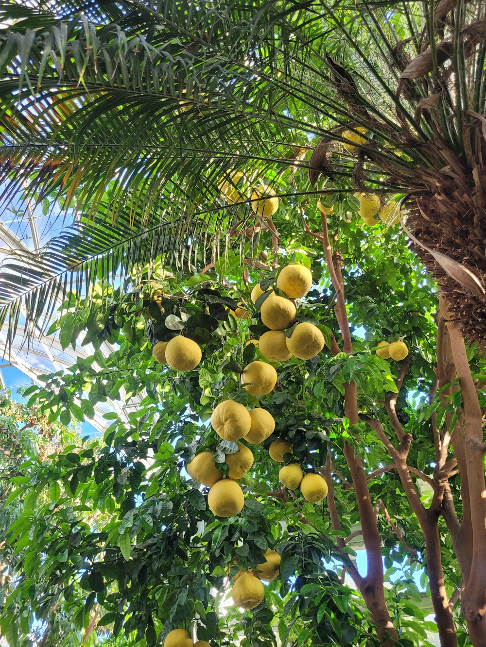 a bunch of fruit hanging from a tree