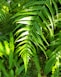 a close up of a green plant with lots of leaves