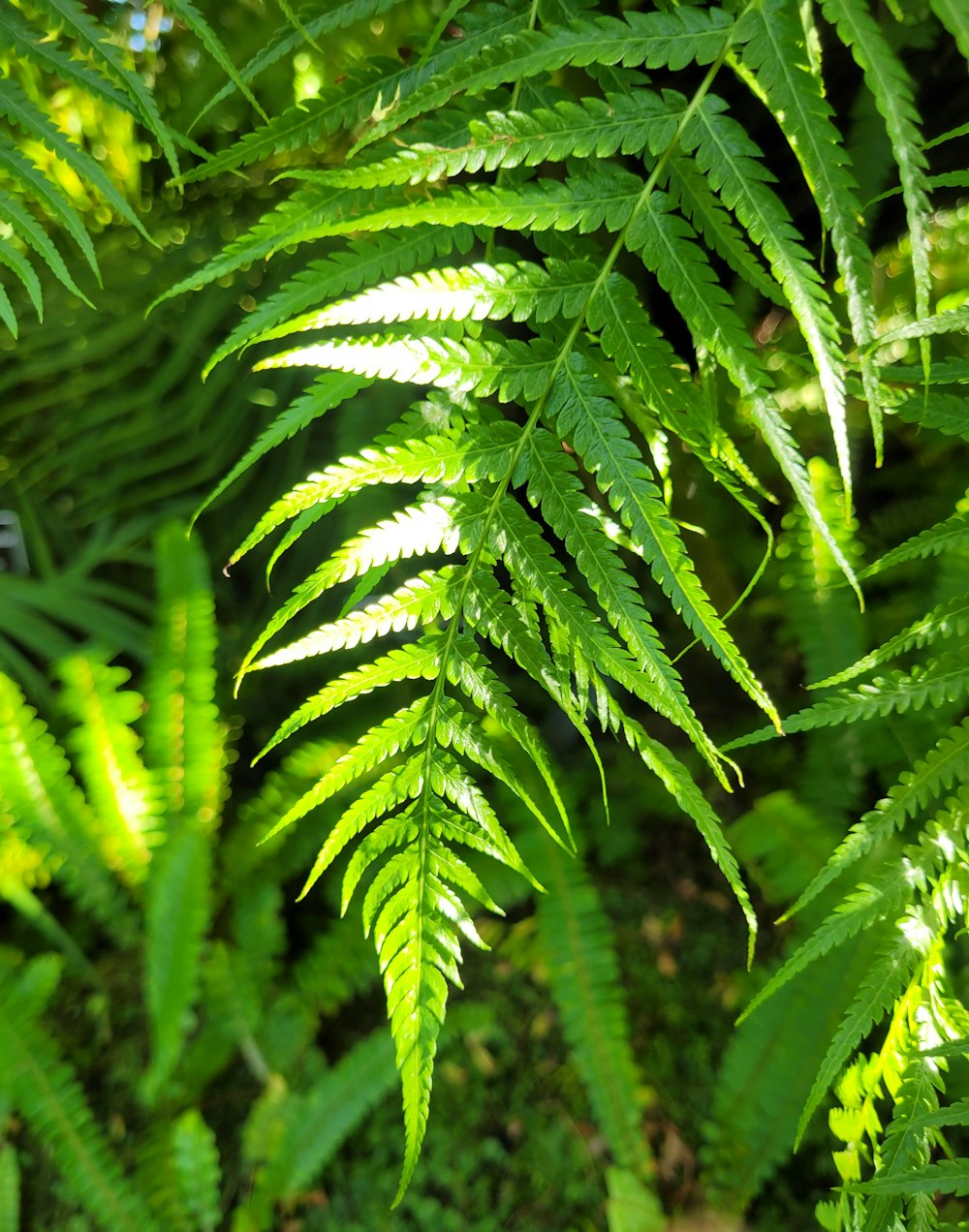 a close up of a green plant with lots of leaves