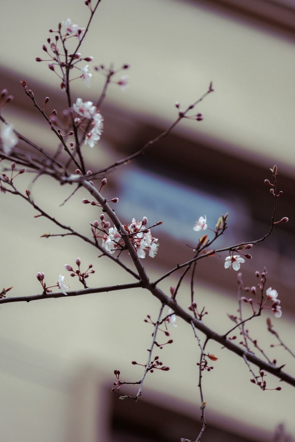 a branch with white flowers in front of a building