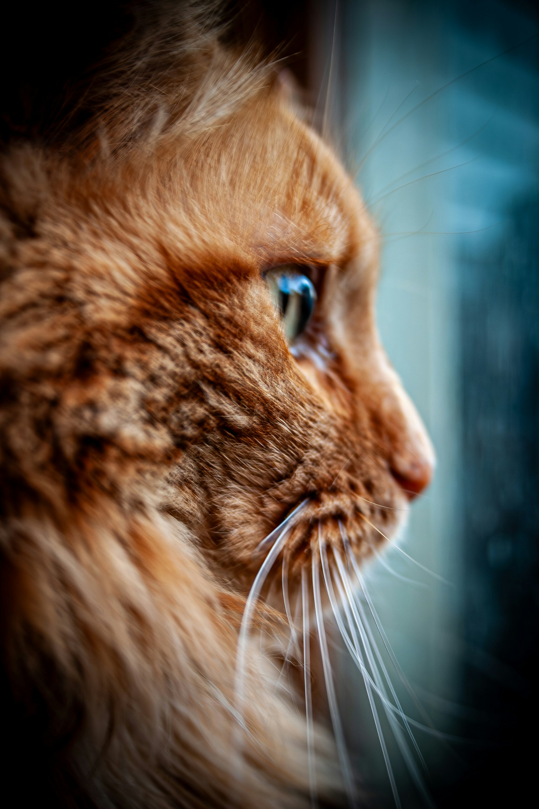 a close up of a cat looking out a window