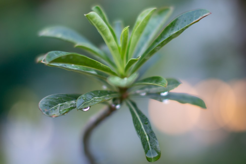 a close up of a green plant with water drops