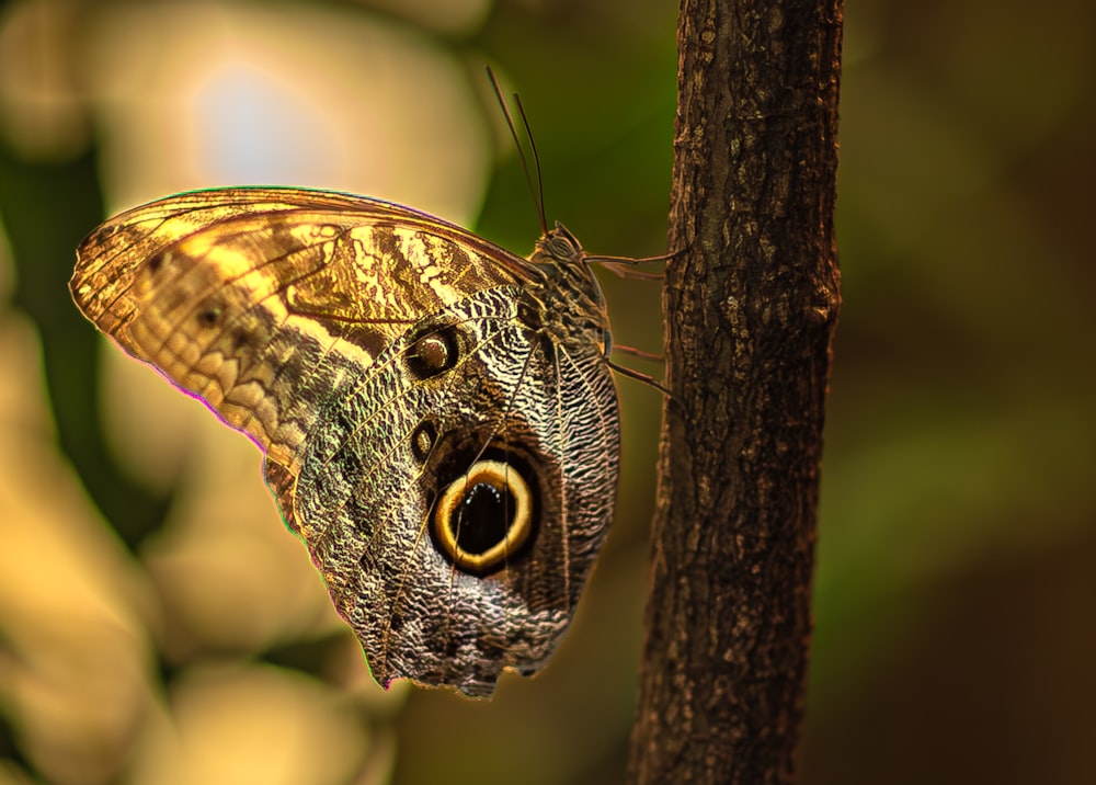 a close up of a butterfly on a tree branch