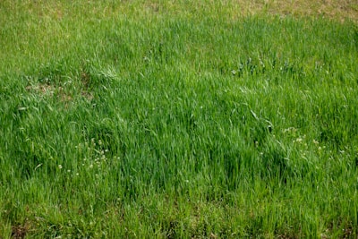 a field of green grass with a red fire hydrant in the middle of it