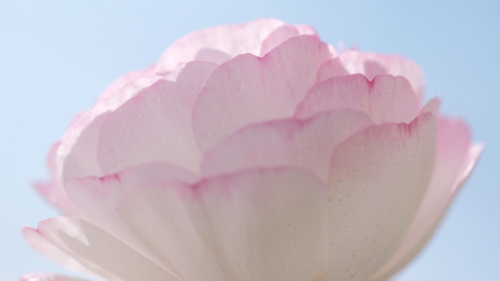 a large pink flower with a blue sky in the background