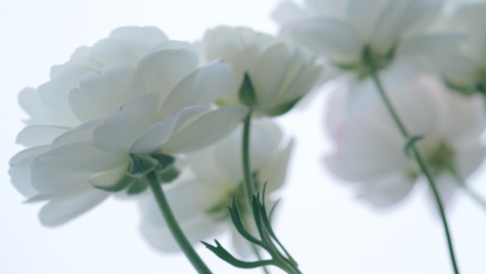 a close up of white flowers against a white background