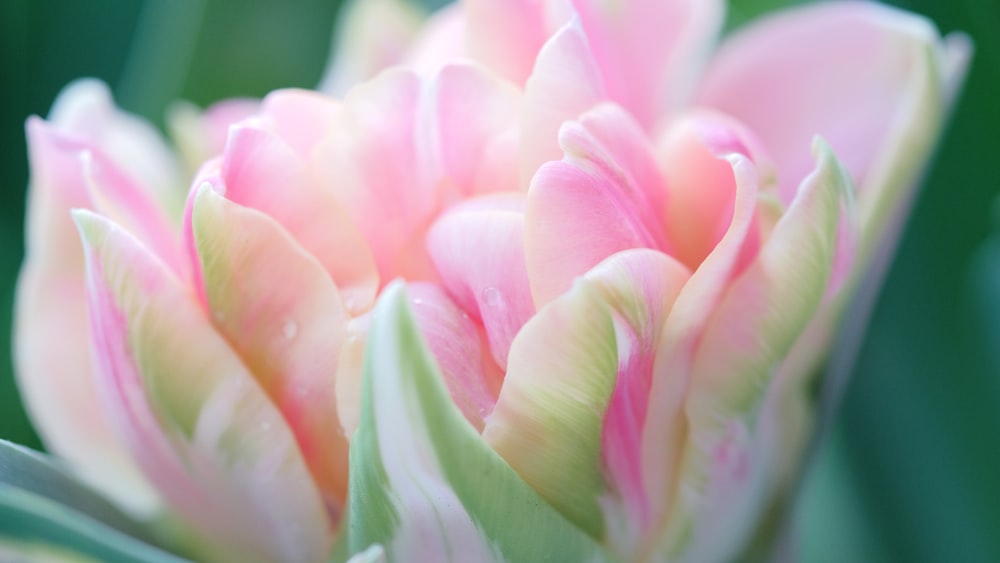 a close up of a pink and white flower