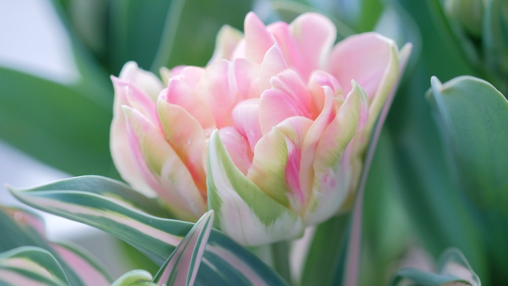 a close up of a pink and white flower