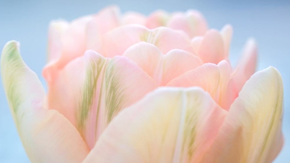 a close up of a pink and yellow tulip