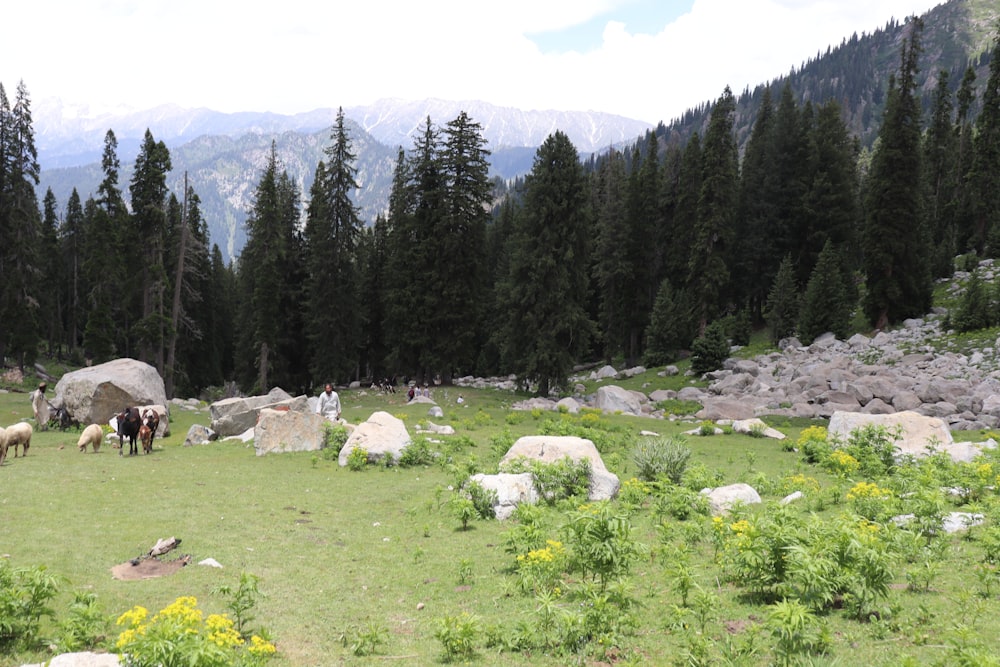 a group of people standing on top of a lush green field