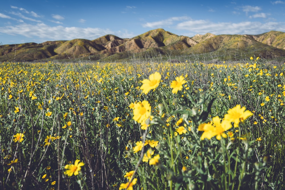 a field of yellow flowers with mountains in the background